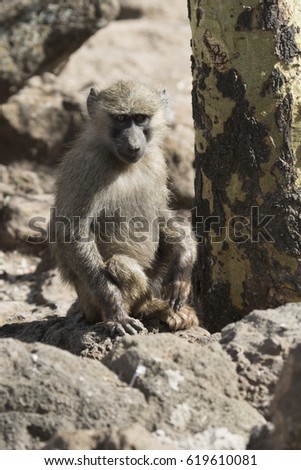 Aubis baboon babe sitting under a tree on a hot sunny day