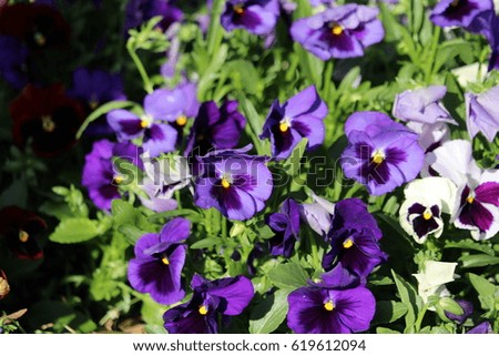  viola tricolor stocked