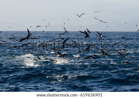 Ocean water bubbling with fish and tuna with sea birds diving - burley