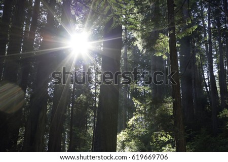 Sunlight bursting through the canopy at Redwood National Forest with one camera flare