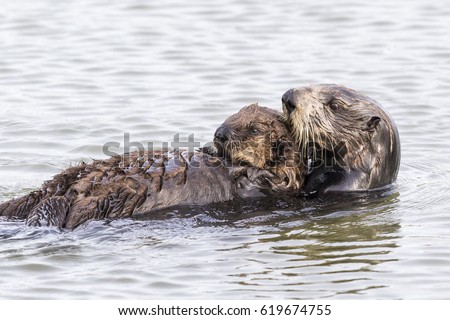 A Southern Sea Otter (Enhydra lutris nereis) cradles her pup while swimming on her back - Monterey Peninsula, California