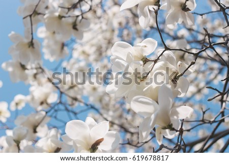 magnolia blossom, natural