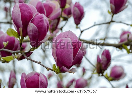Magnolia. Portland. Oregon. April