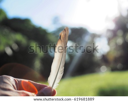 hand hold beautiful bird feather on green grass field golf soccer background wallpaper. mobile desktop wallpaper solution: Idea for to be home background or lockscreen background.