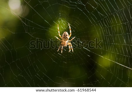 cross spider in his web