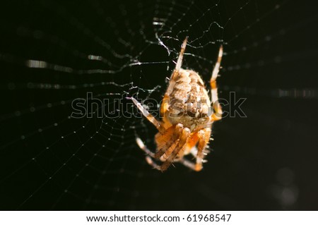 cross spider resting in his web