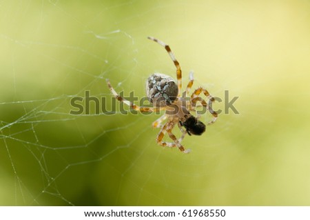 cross spider eating his prey