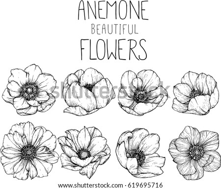 drawing anemone flowers illustration vector and clip-art.