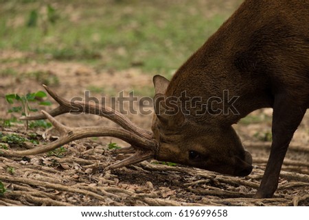 The portrait of Hog Deer (Hyelaphus porcinus) in Thailand.