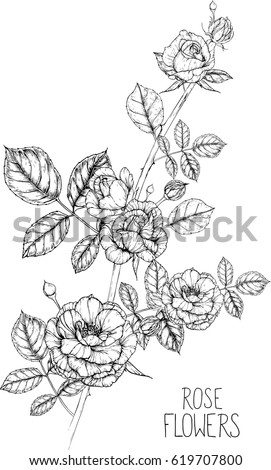rose flowers drawing vector illustration, line and clip art