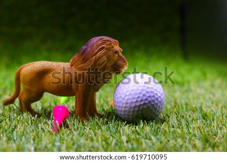 Lion with golf ball on green grass