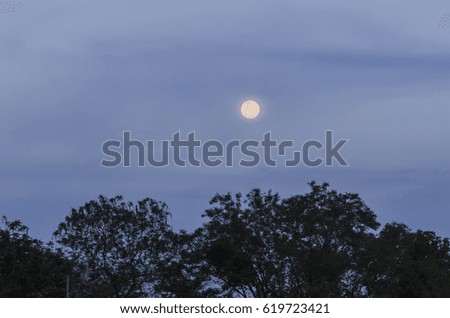 full moon with a deep blue sky and trees at night