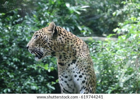 portrait view from side  of leopard background of green jungle 