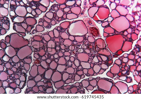 Cell thyroid gland dog- abstract science. Biology nature structure: medical and biological tissue prepared microscope slide; educational material for the study and treatment of animals. Royalty-Free Stock Photo #619745435