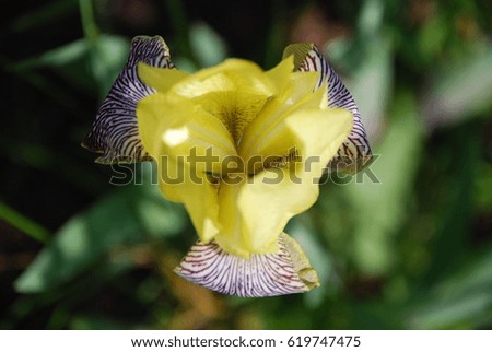 Yellow striped  iris outdoor