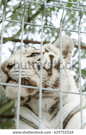 White tiger zoo