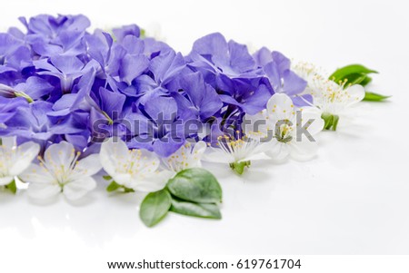 A beautiful heart made of flowers. White and blue florets in the shape of a heart on a white background