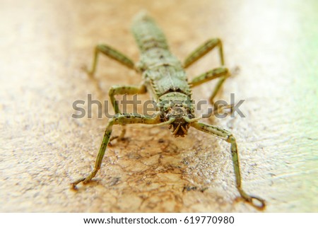 A detail picture of a big insect, phasmid. Its jaws can be seen. 