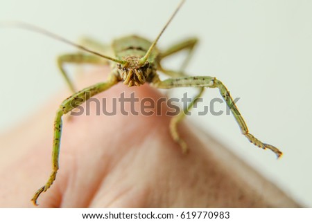 A detail picture of a big insect, phasmid standing on the hand. Its jaws can be seen, it is looking like an alien. 