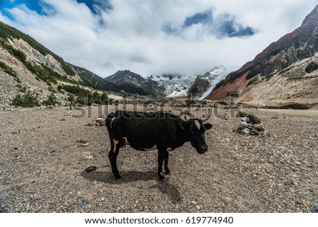 The cow in the glacier