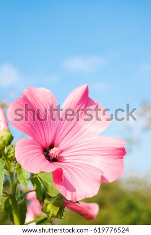 Pink flower on the sky background