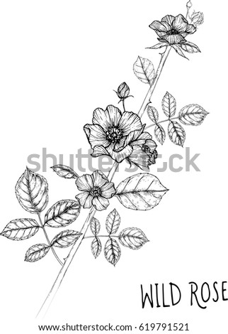 drawing flower. wild rose clip art, vector or illustration.