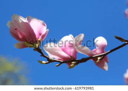 Pink and white magnolia flowers
