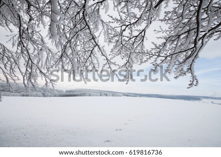 Winter forest landscape on a frosty day