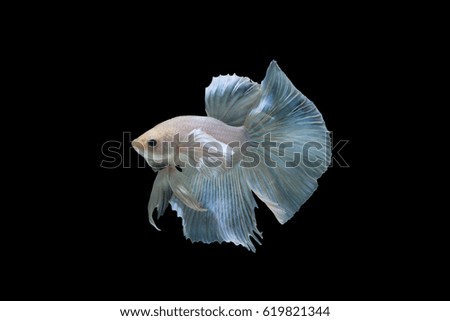 white betta fish isolated on black background. (Thai betta's)