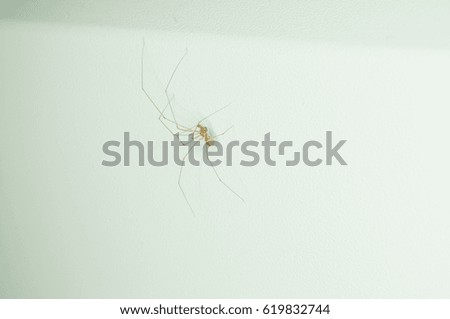 Close up at Home spider on the white wall