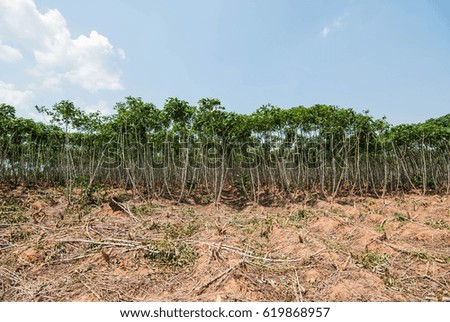 Cassava, cash crops, monoculture in Thailand, Myanmar, Laos, Vietnam, Cambodia

