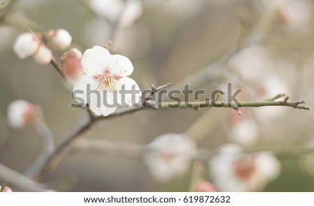 soft focus of apricot flower