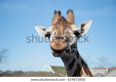 Close up of a funny looking head of a giraffe