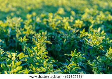 culture alfalfa field at spring