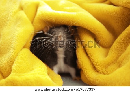 Cute funny rat hiding in plaid at home