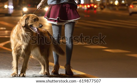 In the evening, the hostess took a golden dog for a walk