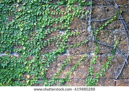 A curling green plant with long stems on one side alive, and with the other necrotic (gray stems / roots) envelops a brick wall of terracotta coloring (light version)