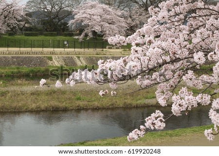 Sakura - cherry blossoms along Kamo River in Kyoto City, Japan
