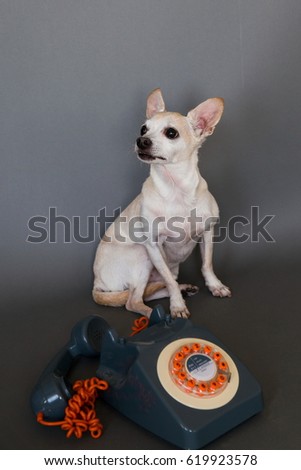 Cream short haired chihuahua with retro style orange and grey phone