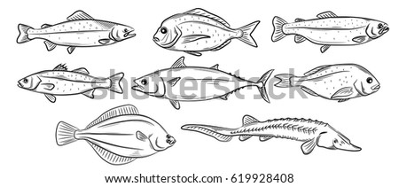 Hand drawn Sea fishes set. Decorative icons salmon, red perch, shellfish turbot, dorado, rainbow trout, tuna, sturgeon, sea bass. Vector illustration in old ink style