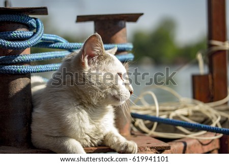 Cat on the sun