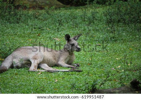 lazy kangaroo lie on ground