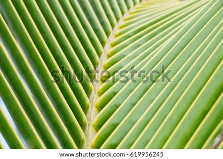 Palm tree leaves close-up