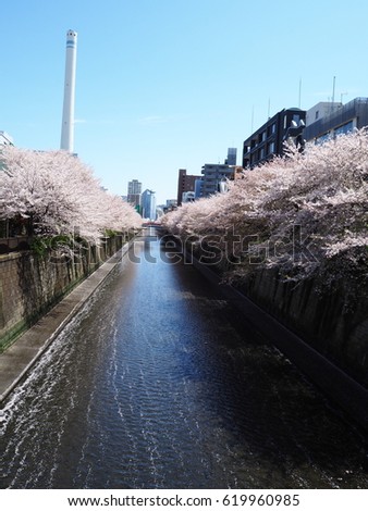 Cherry Blossom along with Meguro River, Tokyo, Japan