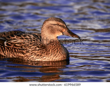A mallard Hen, duck, on a fresh water lake in a nature reserve.