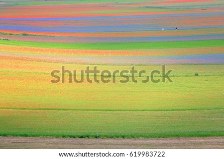 Green fields and floral stripes in the "Great Plain" (Piano Grande), Sibillini National Park, region of Umbria, Italy