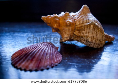 Two yellow seashells on a blue background close-up