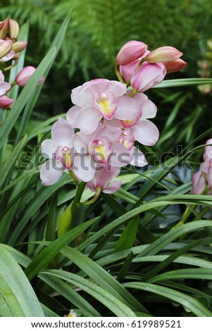 cymbidium ,Purple Cymbidium orchid flowers in garden with blurred background in garden