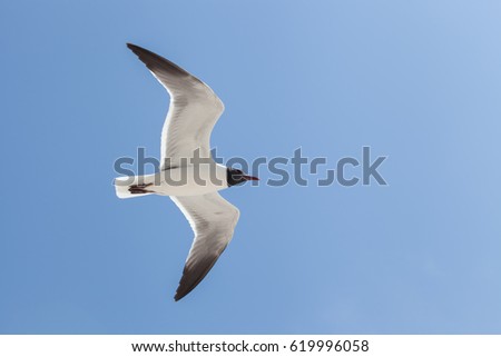 Black Headed Gull fly in the blue sky