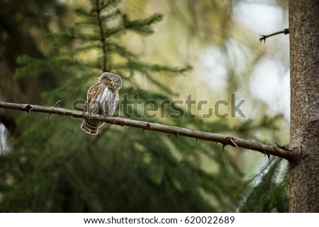 The smallest owl in Europe. It occurs mainly in northern Europe. Also in the mountainous areas of central and southern Europe.